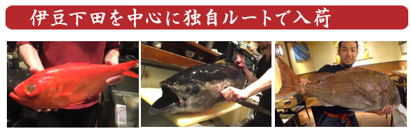 魚は伊豆下田を中心に新鮮なものを直接独自ルートで入荷